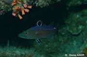 Belonoperca chabanaudi Poisson savon de Chabanaud Wakatobi Binongky Binmo-9m-20180527-Denis-ADER-DSC_1318_tn